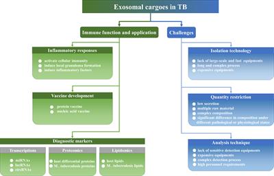 Cargoes of exosomes function as potential biomarkers for Mycobacterium tuberculosis infection